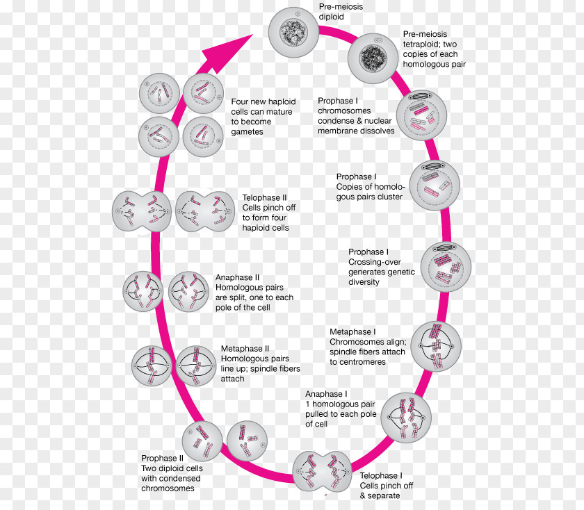 Meiosis Ii Mitosis And Homologous Chromosome PNG