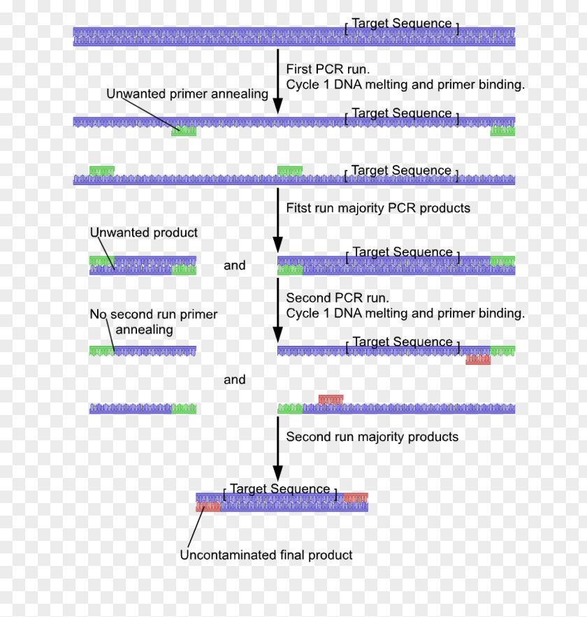 Nested Polymerase Chain Reaction Primer DNA PNG