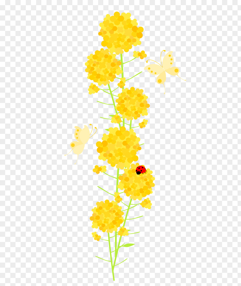 Spring Material Common Sunflower Cut Flowers Floral Design Chrysanthemum Plant Stem PNG