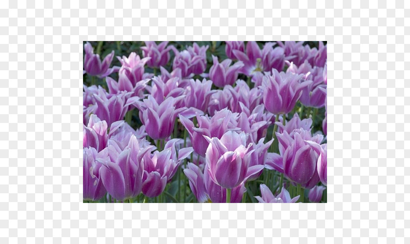 Tulip Crocus Petal Herbaceous Plant PNG