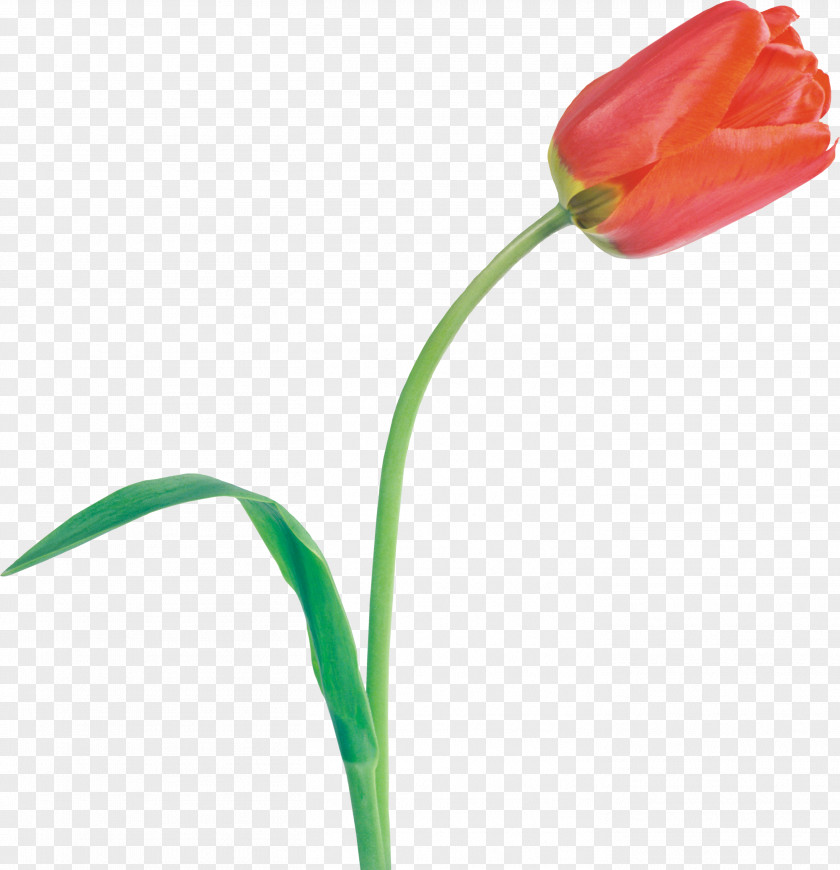 Tulip Cut Flowers Plant Stem PNG