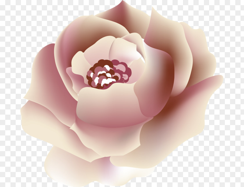 Beauty Images Garden Roses Peony Desktop Wallpaper Pink M PNG
