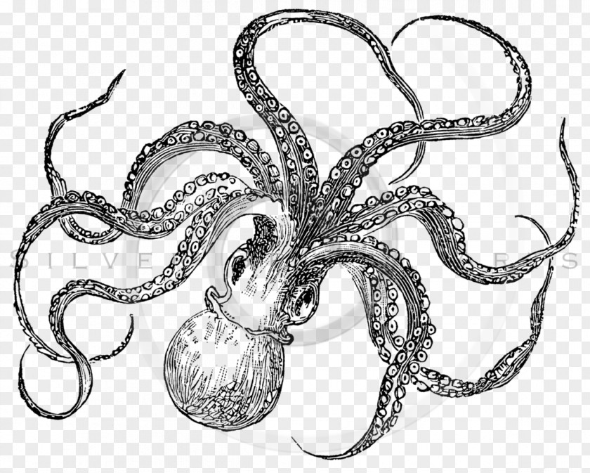 Octopus Drawing Cuttlefish Paper Clip Art PNG