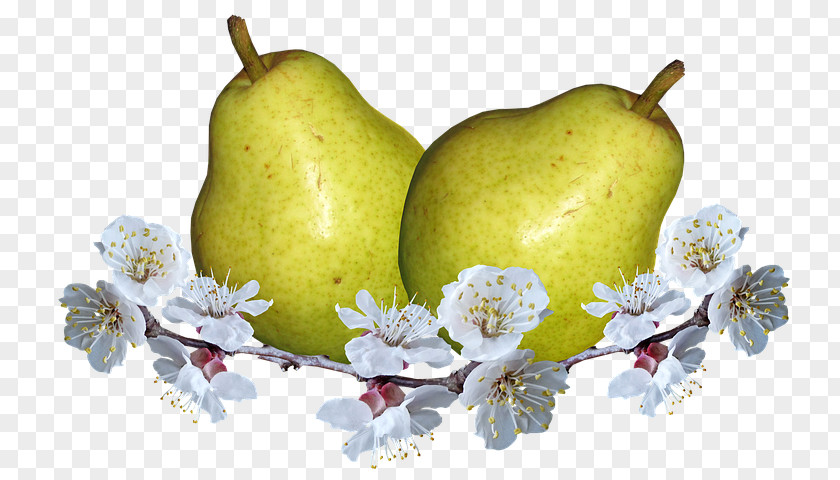 Pear Blossom European Food Fruit Photography PNG