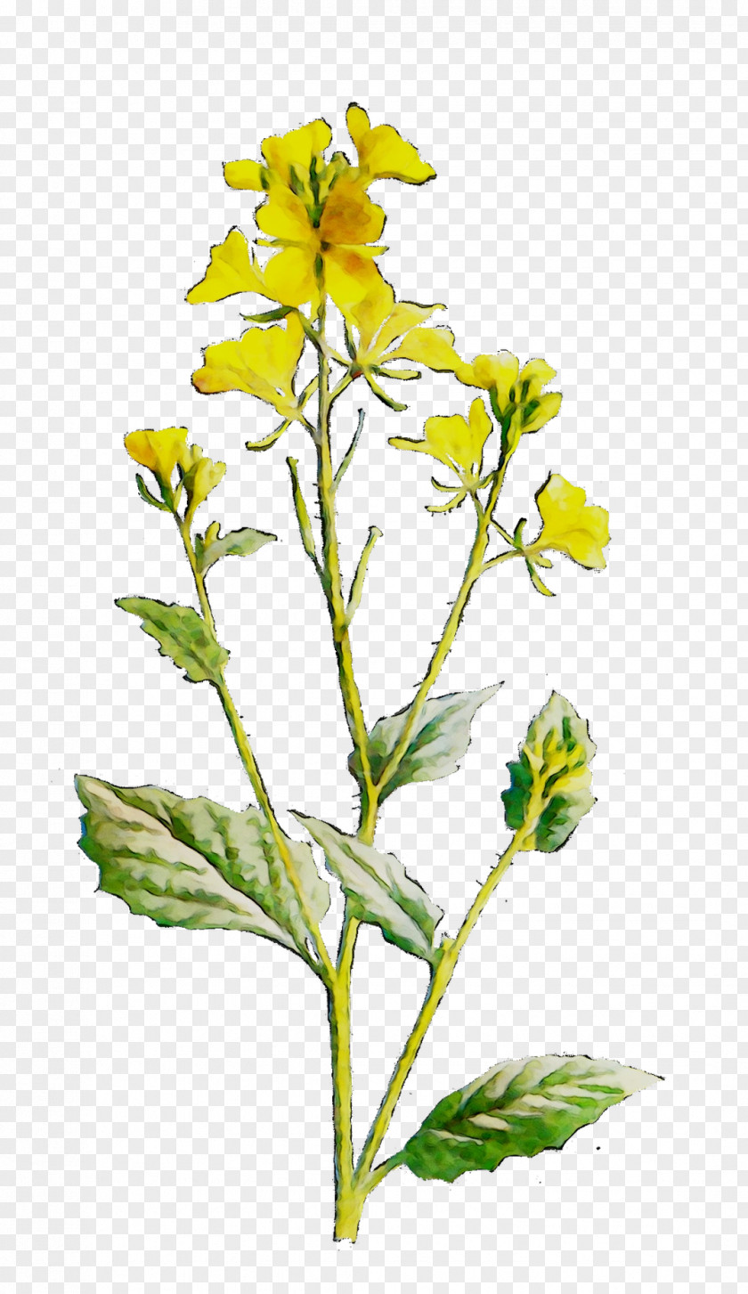 Plant Stem Subshrub Mustard Common Evening-primrose Herbalism PNG