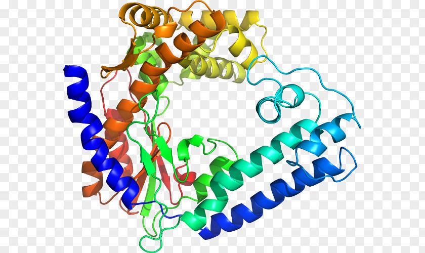 Taq Polymerase Body Jewellery Organism Line Clip Art PNG