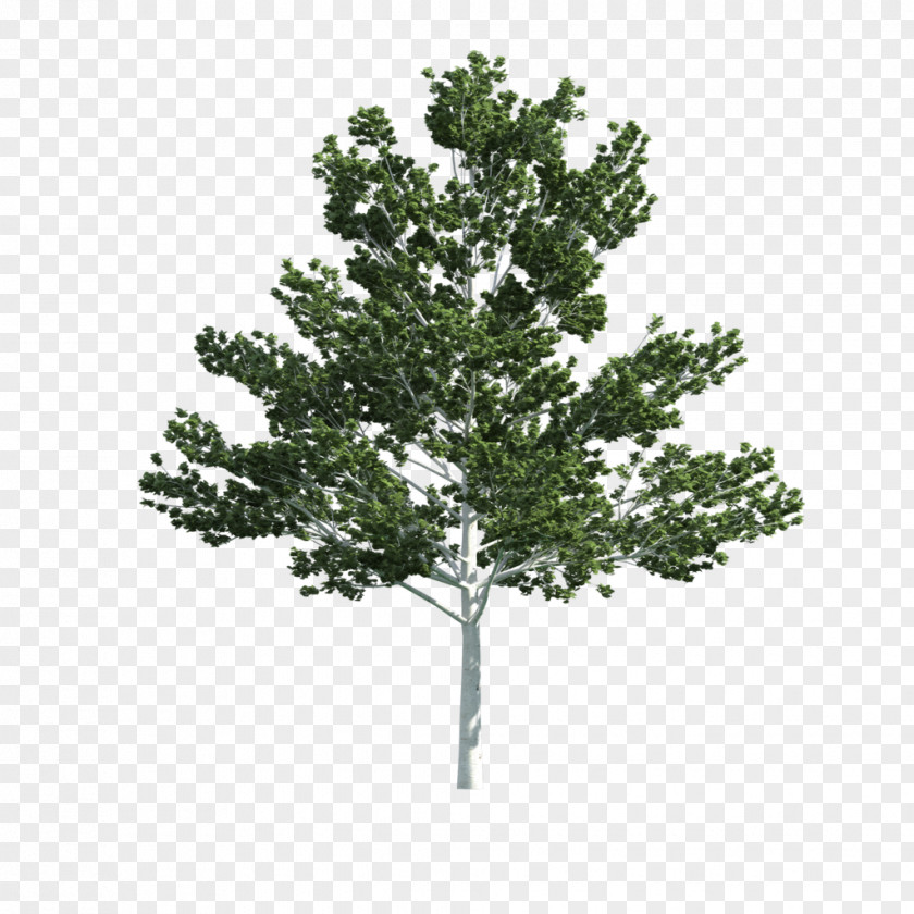Tree 3D Modeling Texture Mapping Computer Graphics PNG