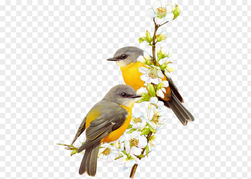 Bird Drawing Painting PNG