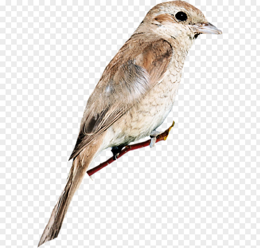 Birds Wrens Sparrows House Sparrow Common Nightingale Bird Finches American PNG