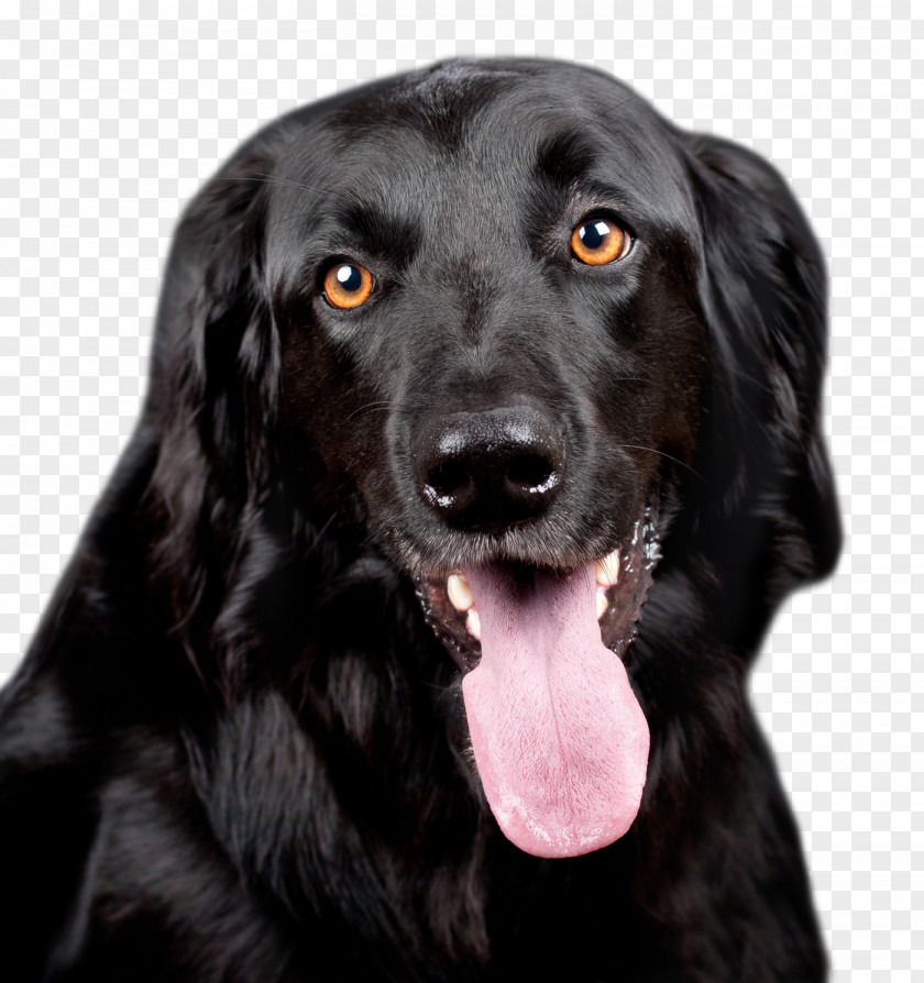 Black Dog Labrador Retriever Shih Tzu Puppy PNG