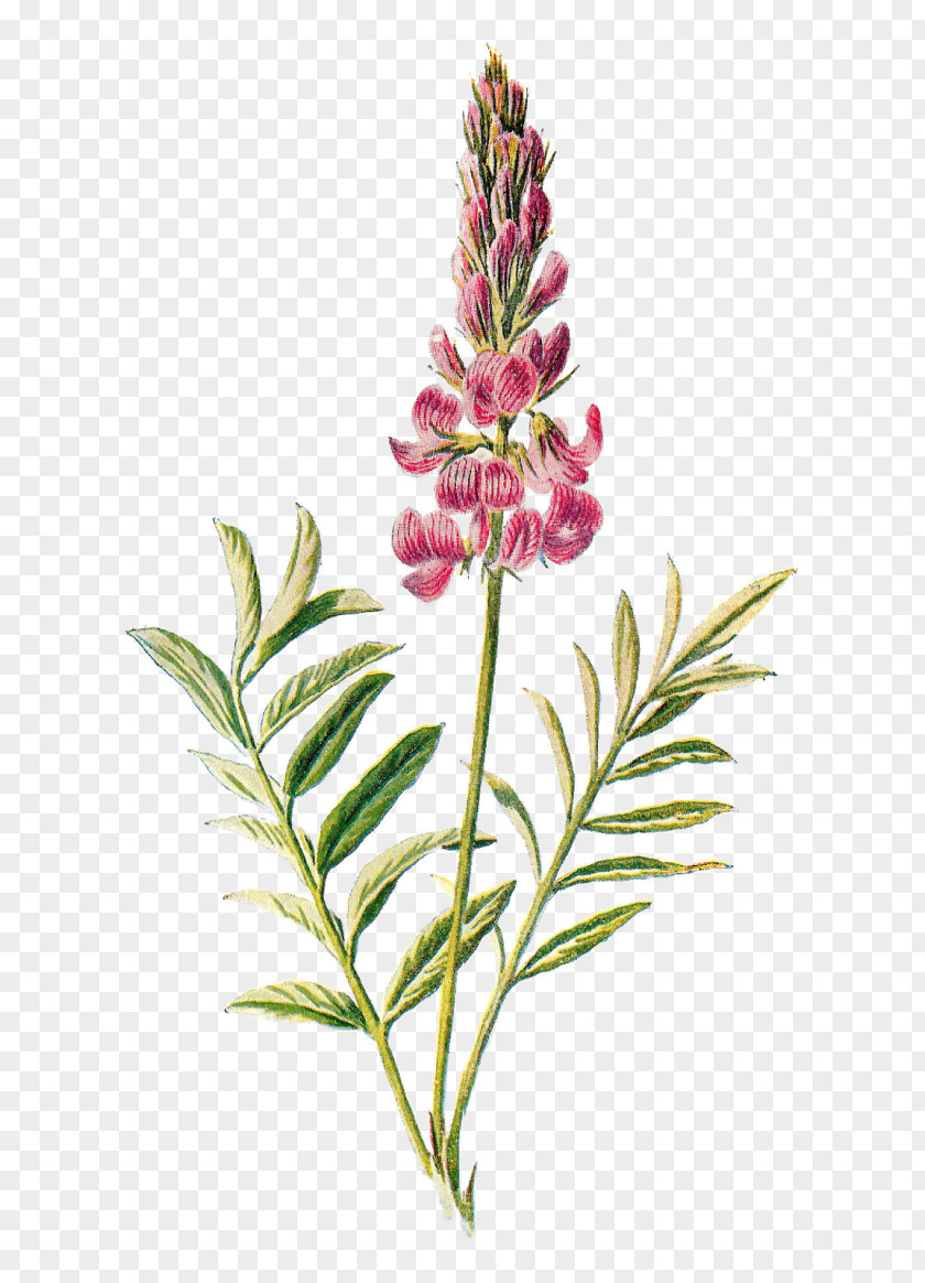Botanical Wildflower Digital Image Clip Art PNG