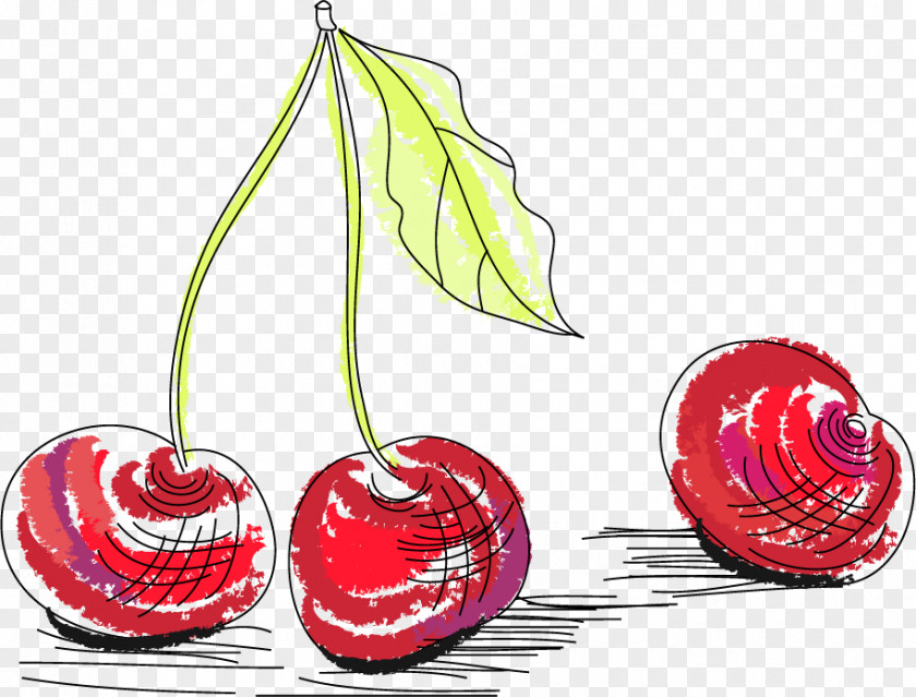 Cherry Sketch Vector Material Drawing Vecteur Computer File PNG