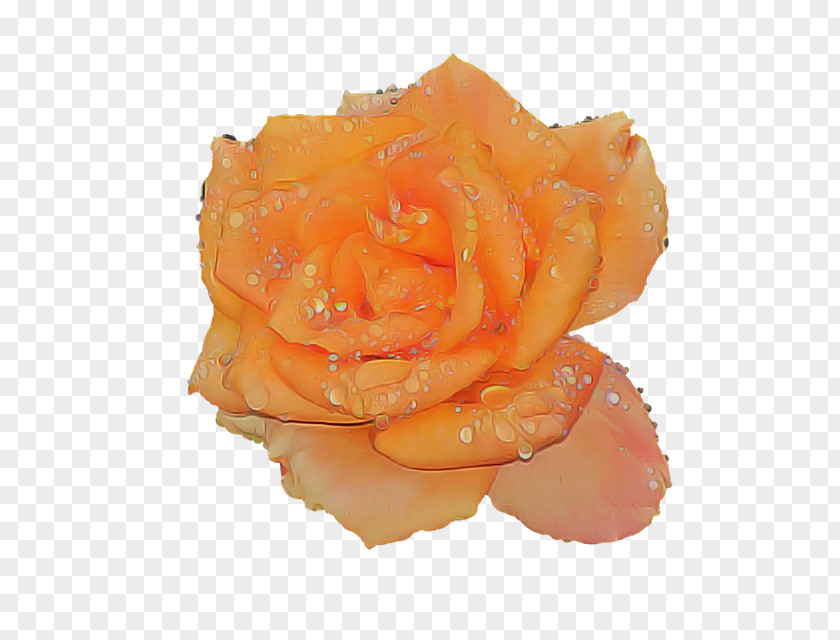 Garden Roses PNG