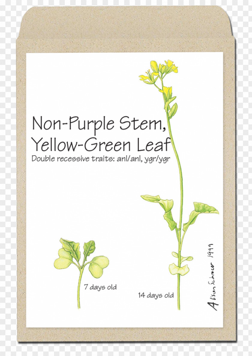 Leaf Rapeseed Plant Stem Green Yellow PNG