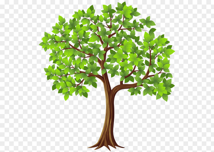 Maple Clipart Tree Clip Art PNG