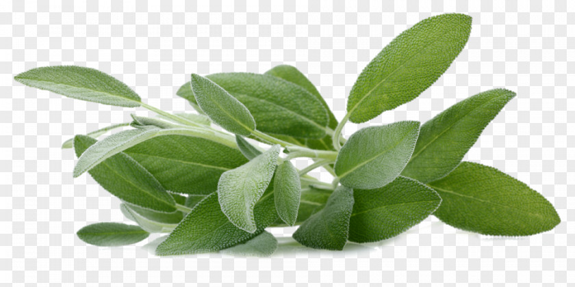 Oil Common Sage Of The Diviners Herb Aromatherapy Extract PNG