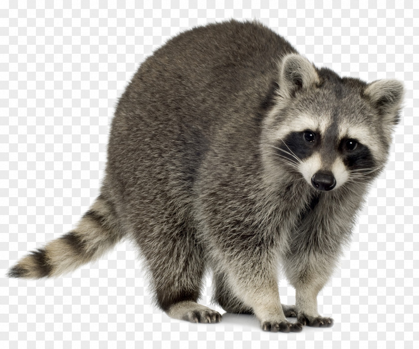 Raccoon Baylisascaris Procyonis Trapping Clip Art PNG