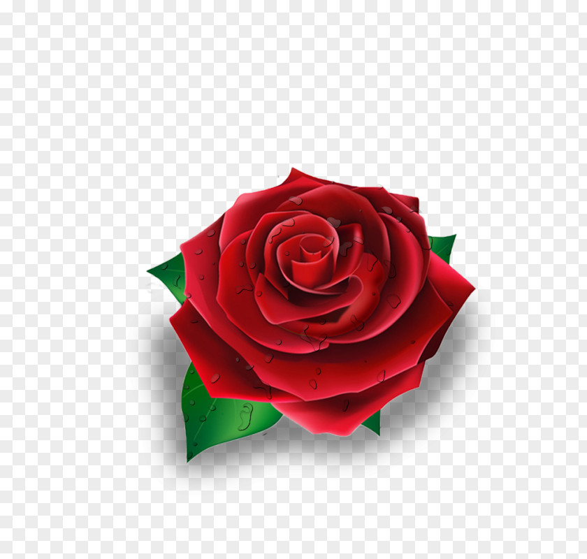 Rose Red PNG