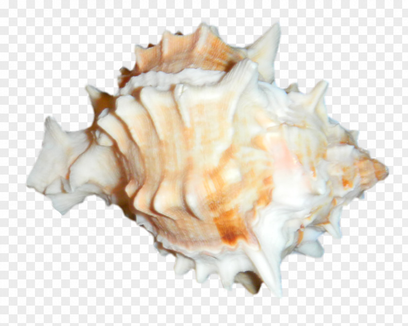 Seashell Cockle Clam Mussel Oyster PNG