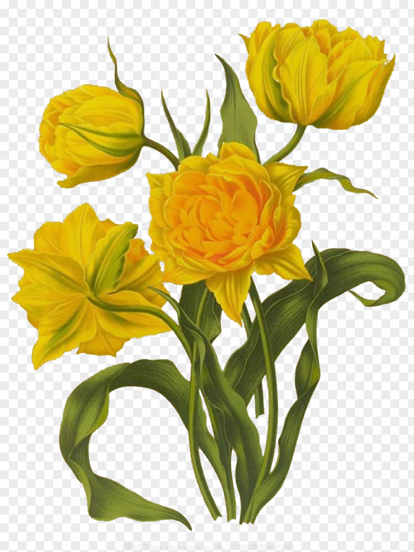 Like The Sun Tulip Picture Material Floral Design Drawing Illustration PNG