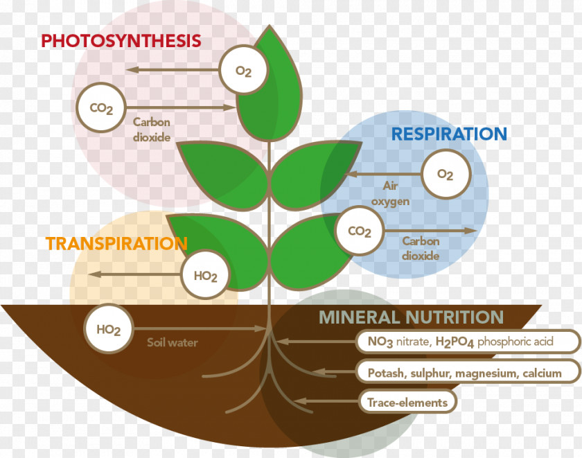 Plant Nutrition Respiració Vegetal Stimulation Respiration PNG