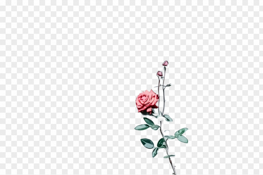 Plant Stem Prickly Rose PNG