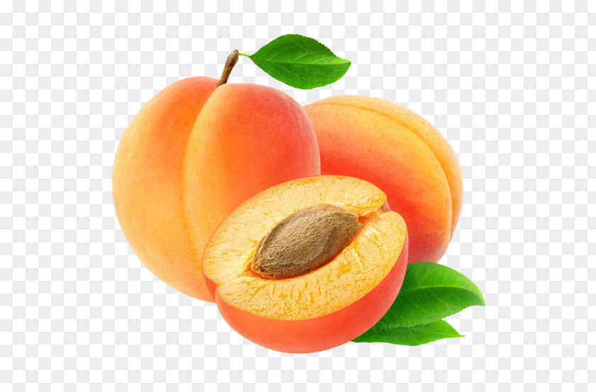 Clip Art Transparency Image Apricot PNG