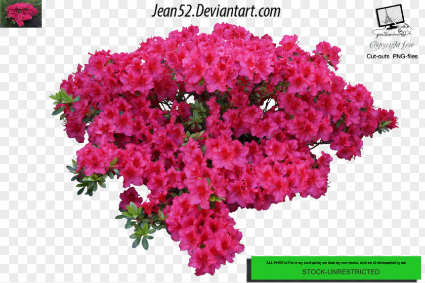 Flawer Flower Plant Shrub PNG