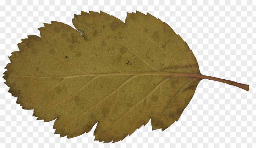 Leaf Tree PNG