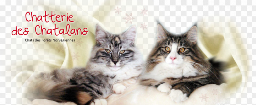 Norwegian Forest Cat Maine Coon Whiskers Kitten Domestic Short-haired PNG