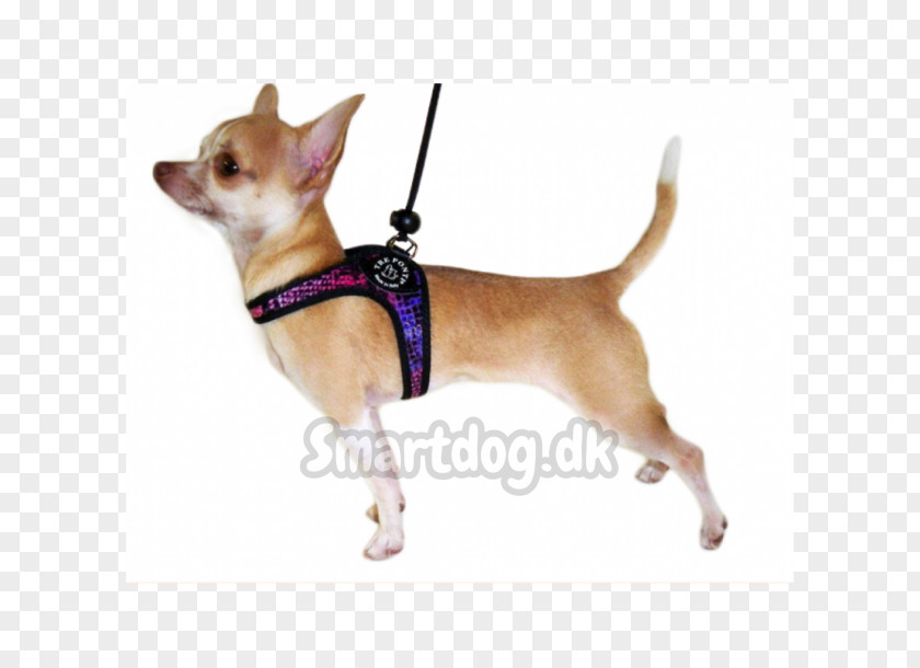 Puppy Chihuahua Yorkshire Terrier Dog Breed Harness PNG