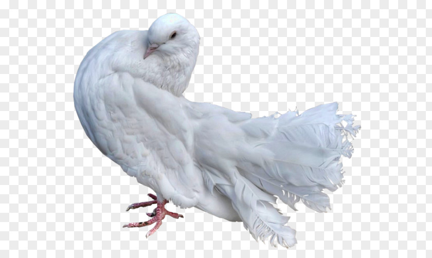Bird Stock Dove Domestic Pigeon Columbidae Parrot PNG