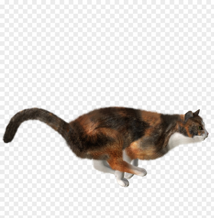 Cat Image, Free Download Picture, Kitten PNG