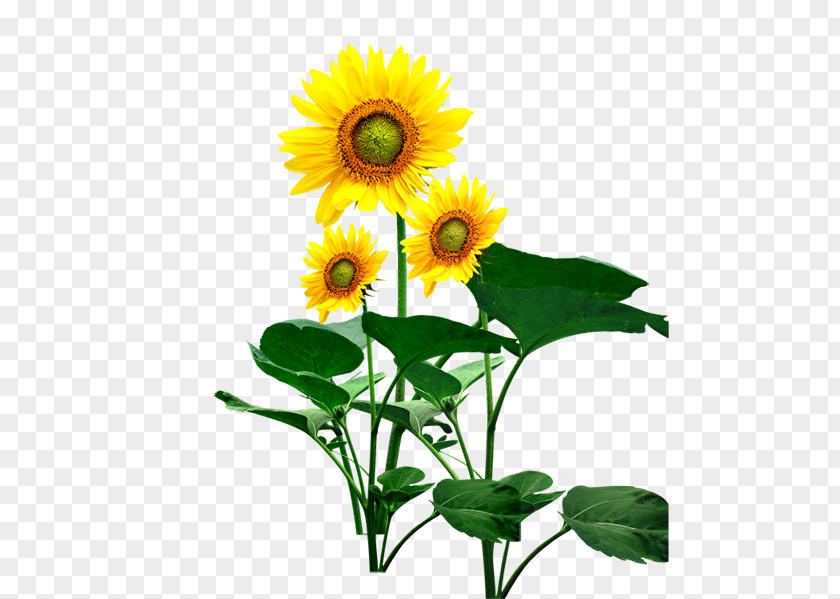 Flower Common Sunflower Seed Student Movement PNG