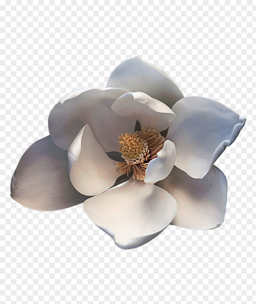 Magnolia Magnoliaceae Desktop Wallpaper Perfume Plant PNG
