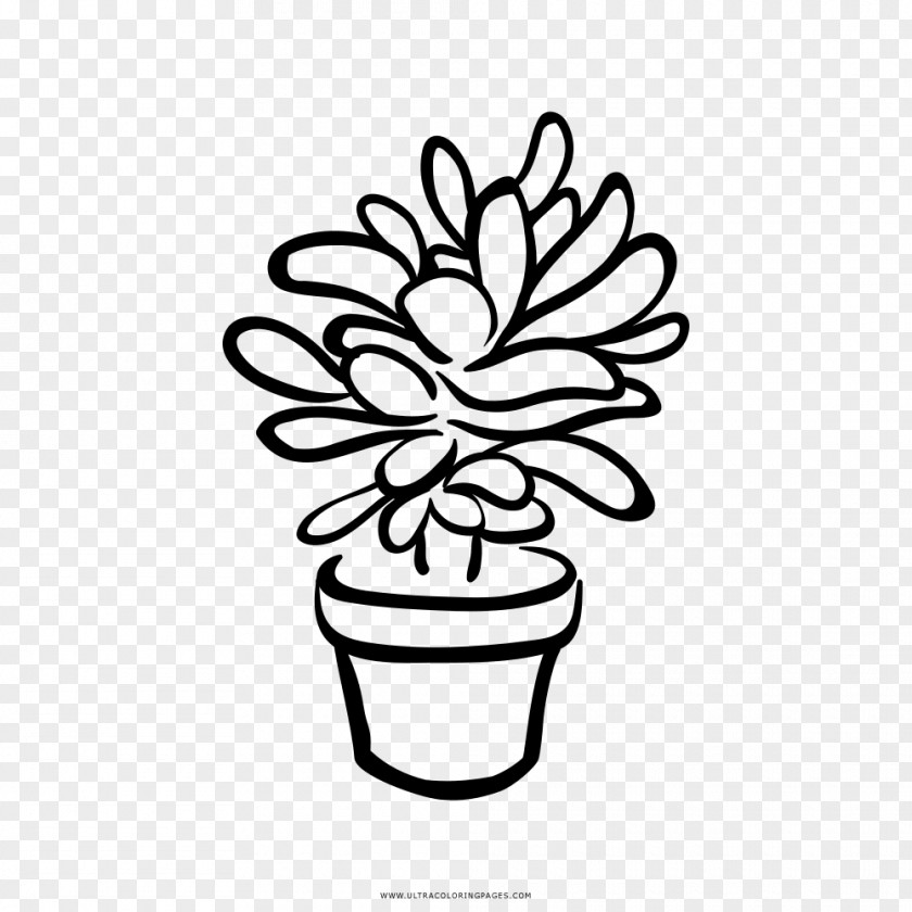 Plant Black And White Succulent Drawing Clip Art PNG