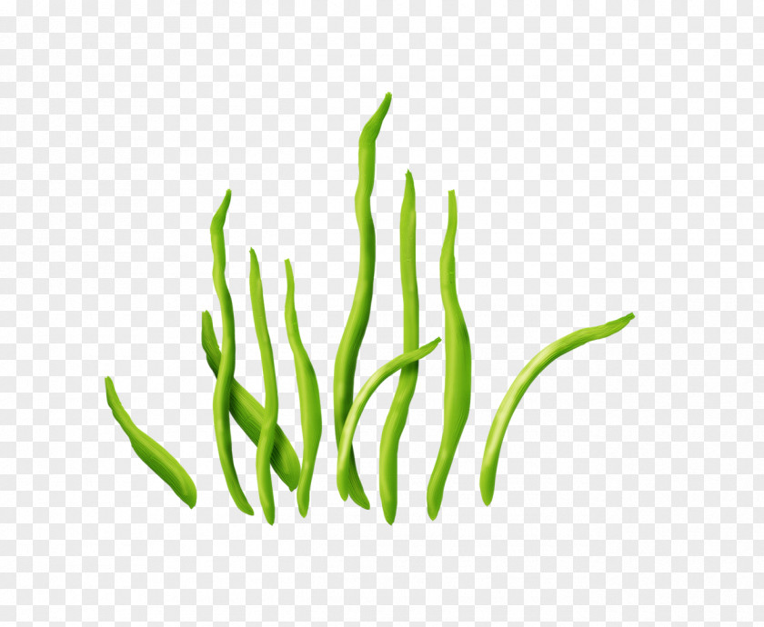 Seaweed Aquatic Plants Clip Art PNG