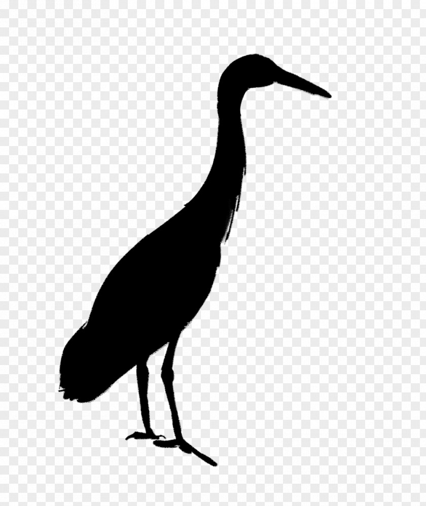 Stork Water Bird Ibis Beak PNG