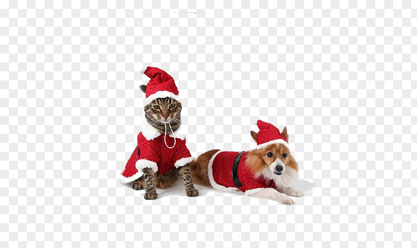 Dogs And Cats Over The Holiday PNG and cats over the holiday clipart PNG