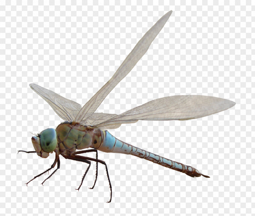 Dragonfly Insect Computer Clip Art PNG