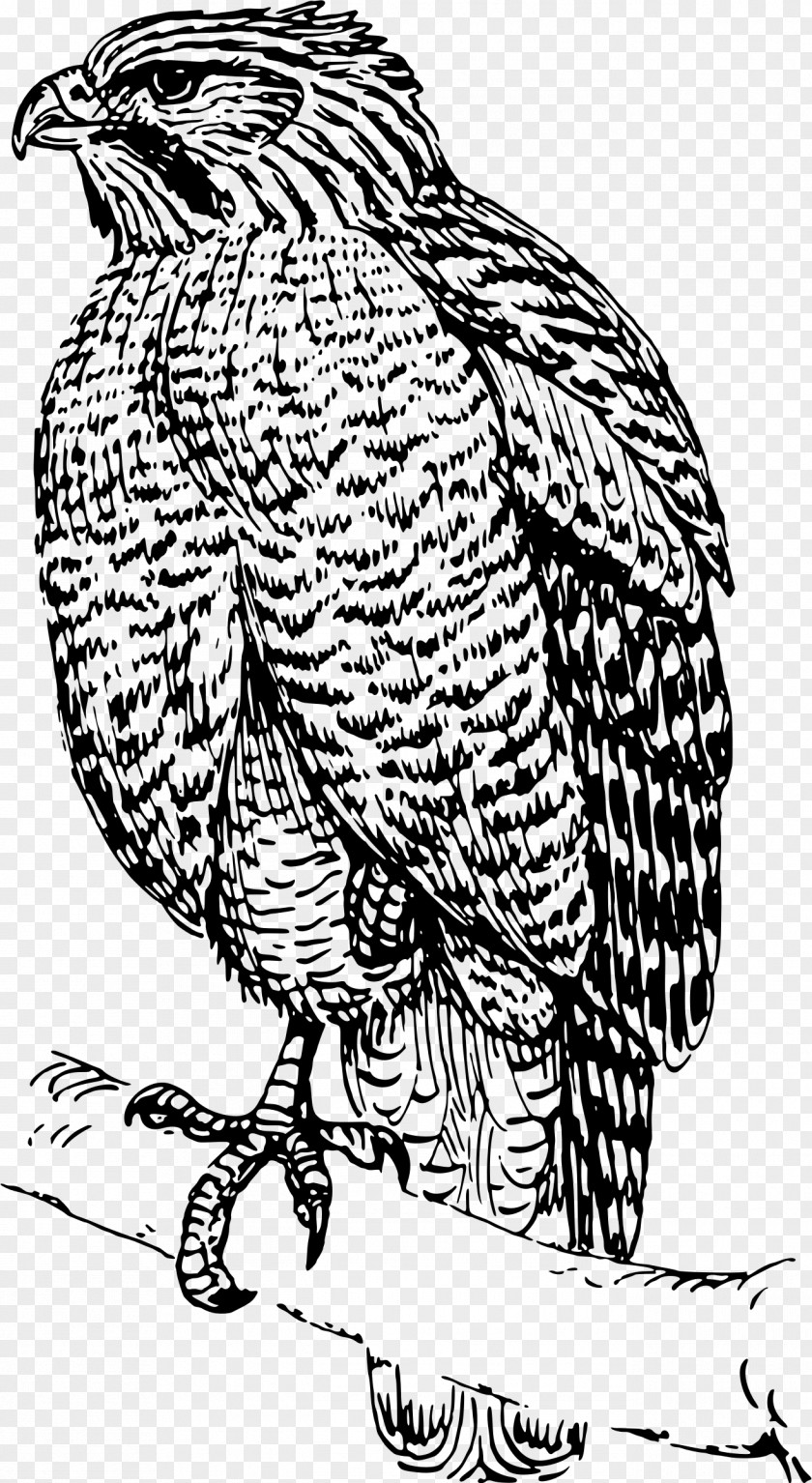Hawk Bird Drawing Clip Art PNG