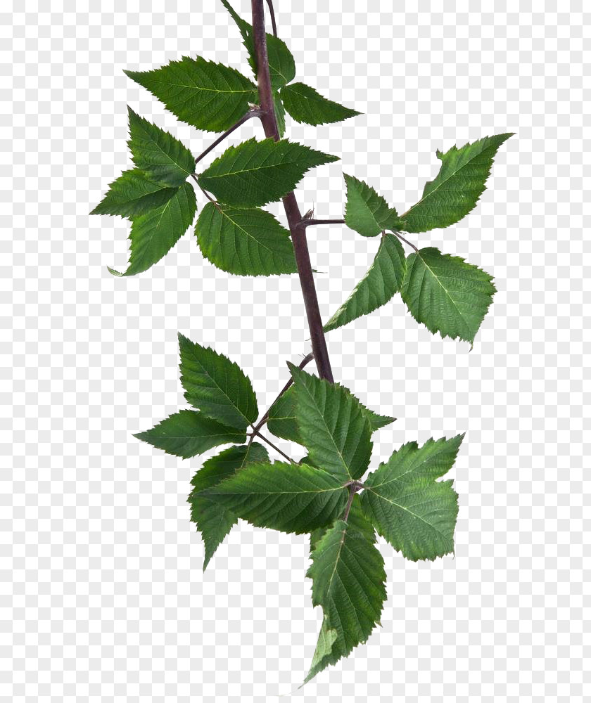 Leaves Twig Leaf Photography PNG