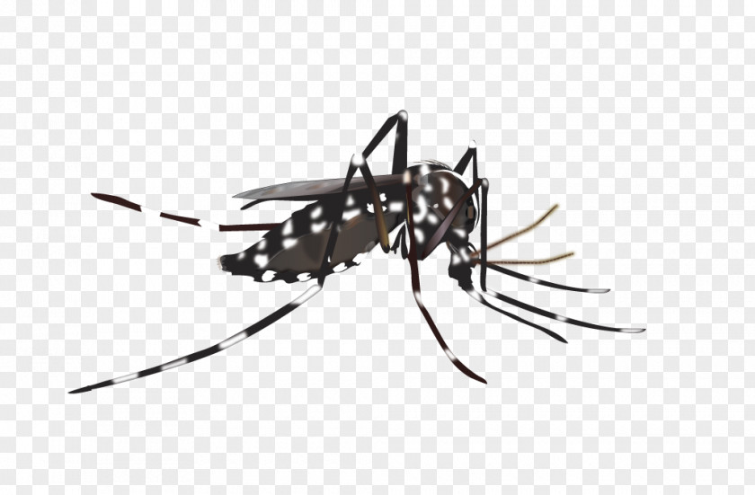 Mosquito Yellow Fever Insect Vector Dengue PNG