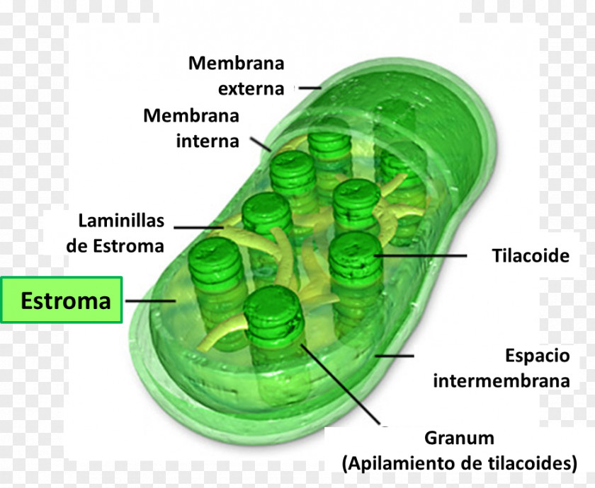 Plant Chloroplast Chlorophyll Photosynthesis Stroma Cell PNG