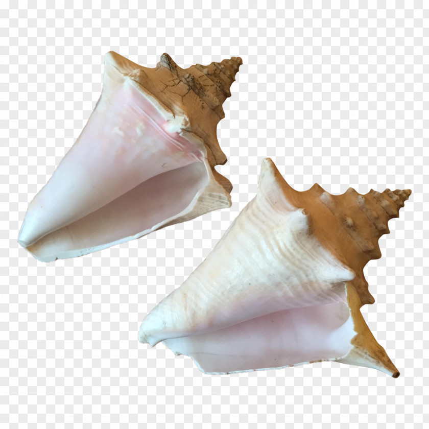 Queen Conch Shell Conchology Shankha PNG