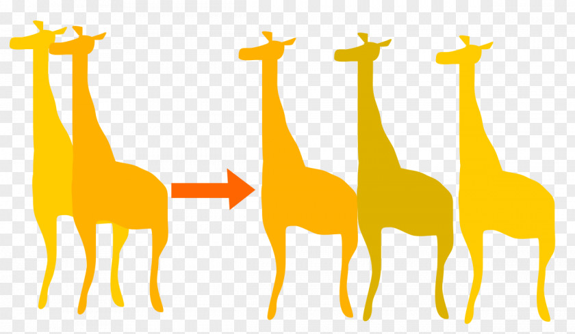 Giraffe The Theory Of Evolution Biology Orthogenesis PNG