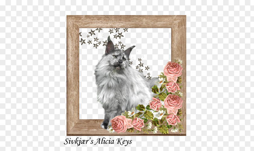 Kitten Whiskers Maine Coon Raccoon PNG