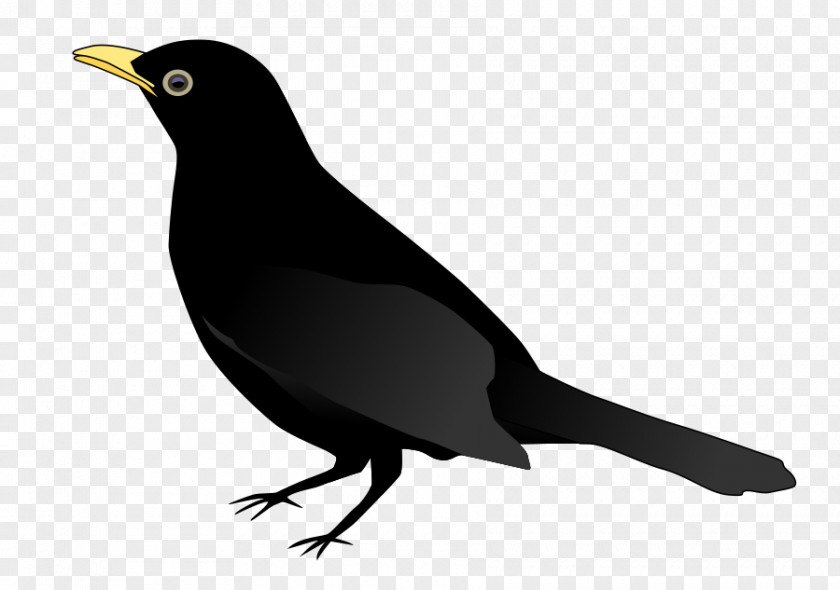 Bird Vector Art Common Blackbird Crows Clip PNG