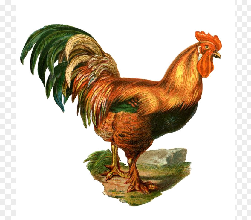Chicken Sketch Rooster Hamburg Clip Art Image Poultry PNG