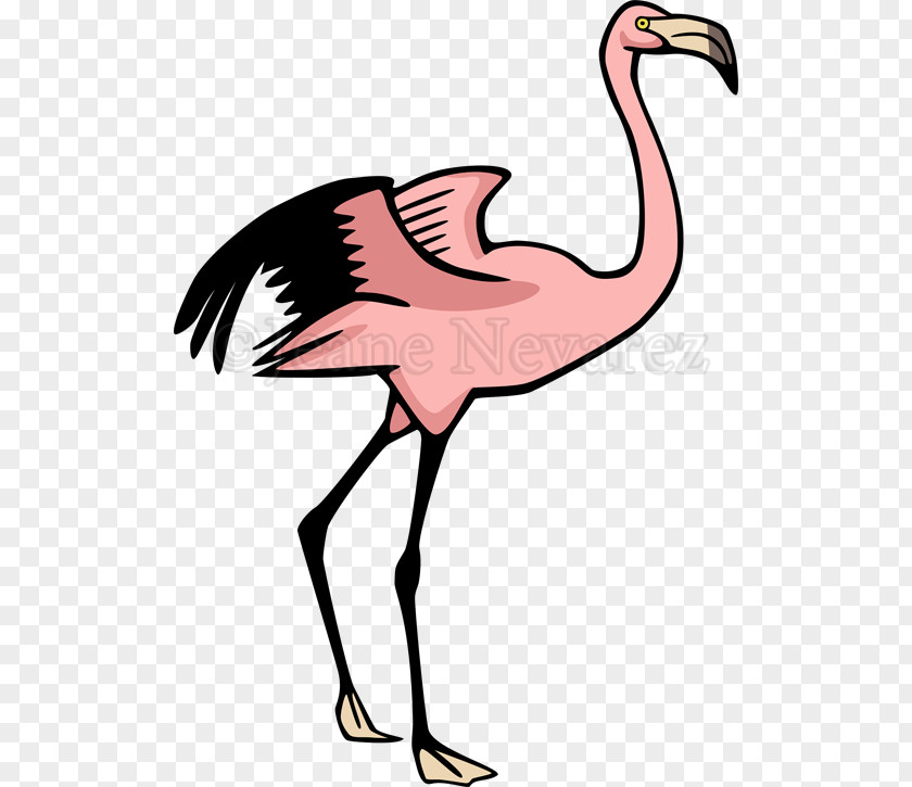 Flamingos Flamingo Drawing PNG